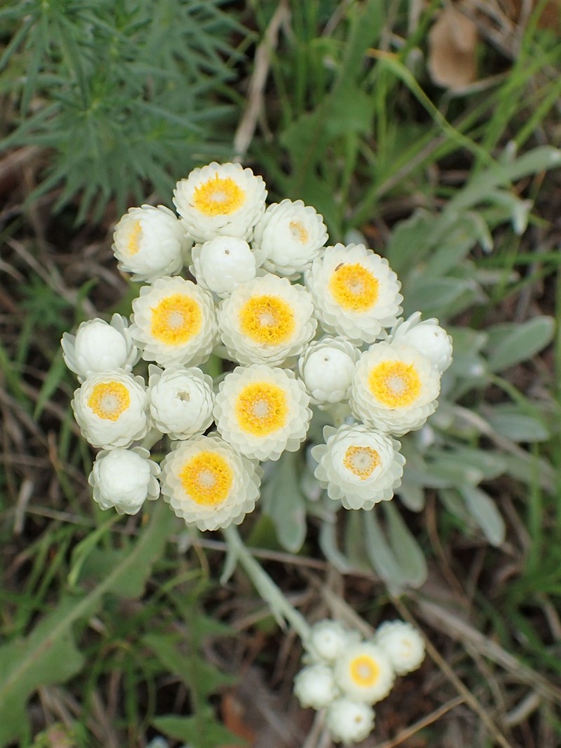 Helichrysum amorginum