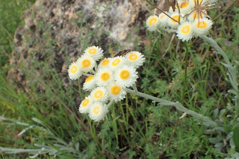 Helichrysum amorginum photo 8