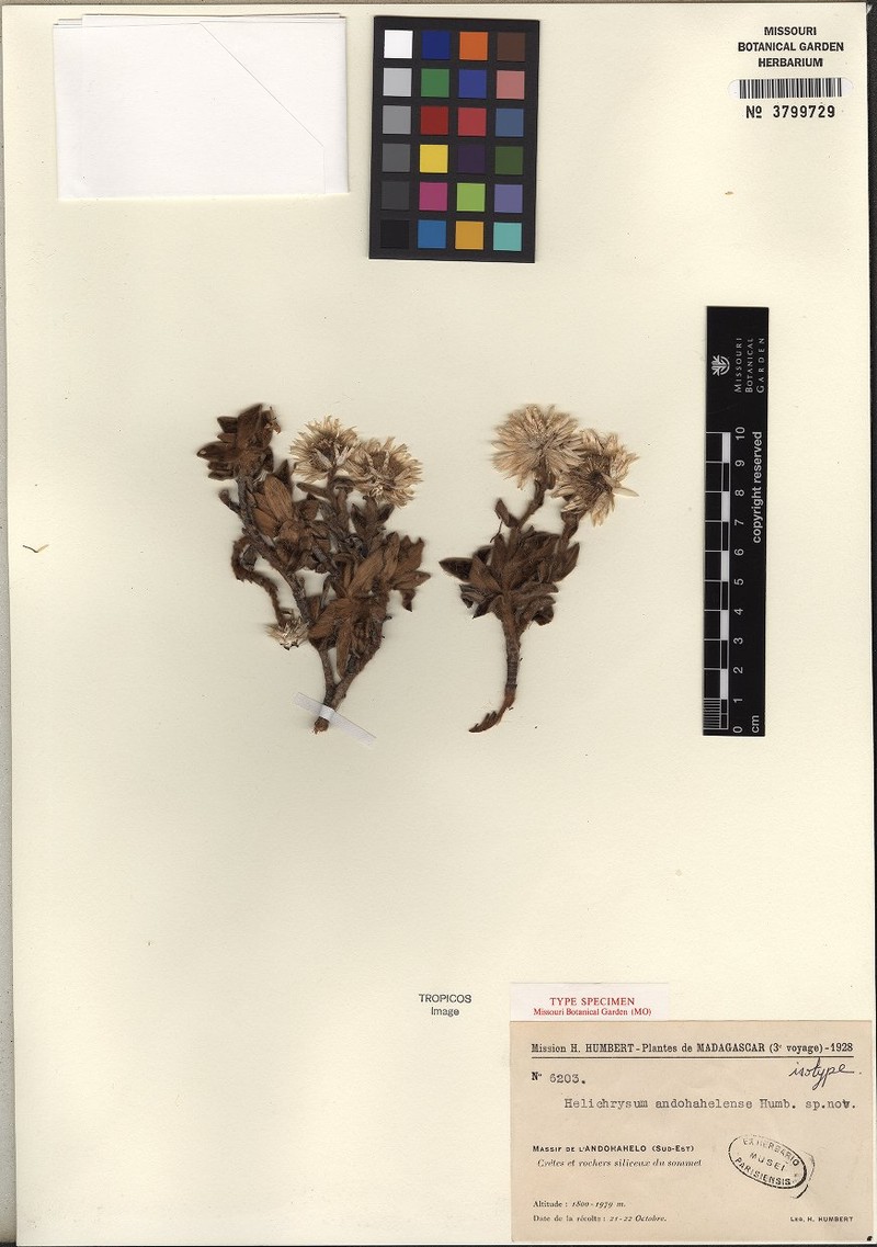 Helichrysum andohahelense