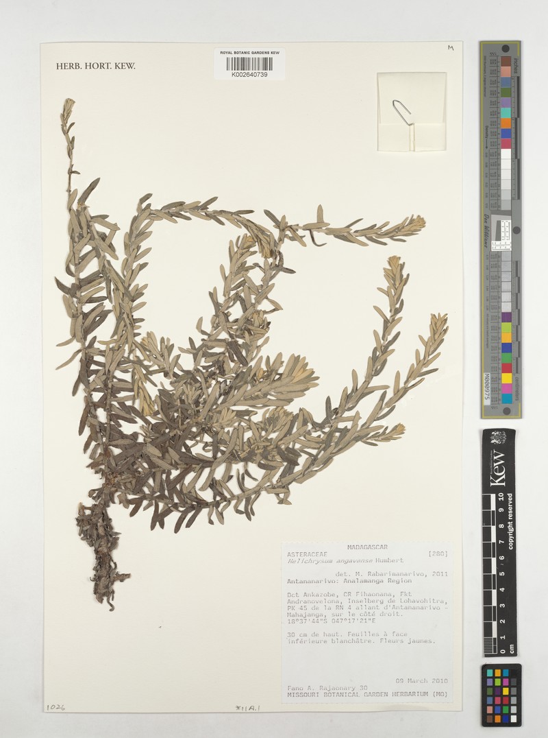 Helichrysum angavense