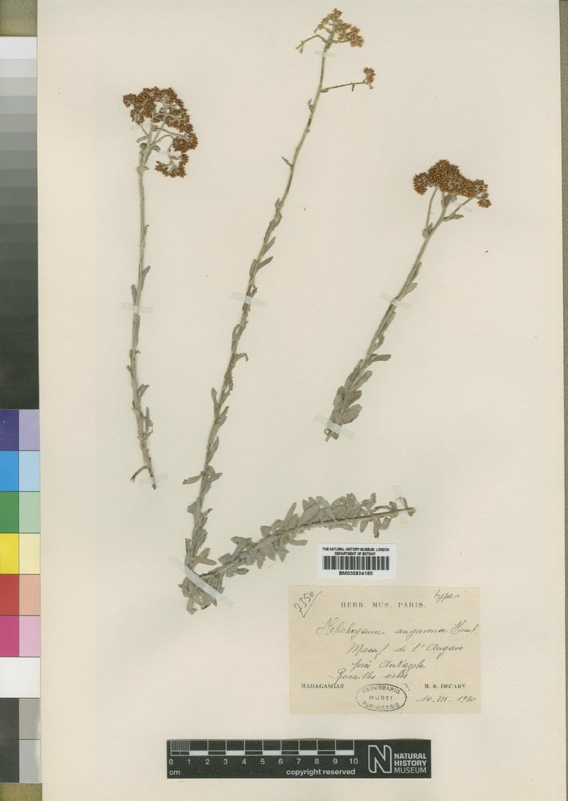 Helichrysum angavense photo 2