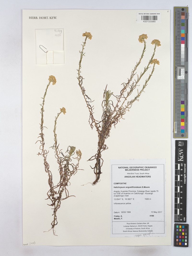 Helichrysum angustifrondeum
