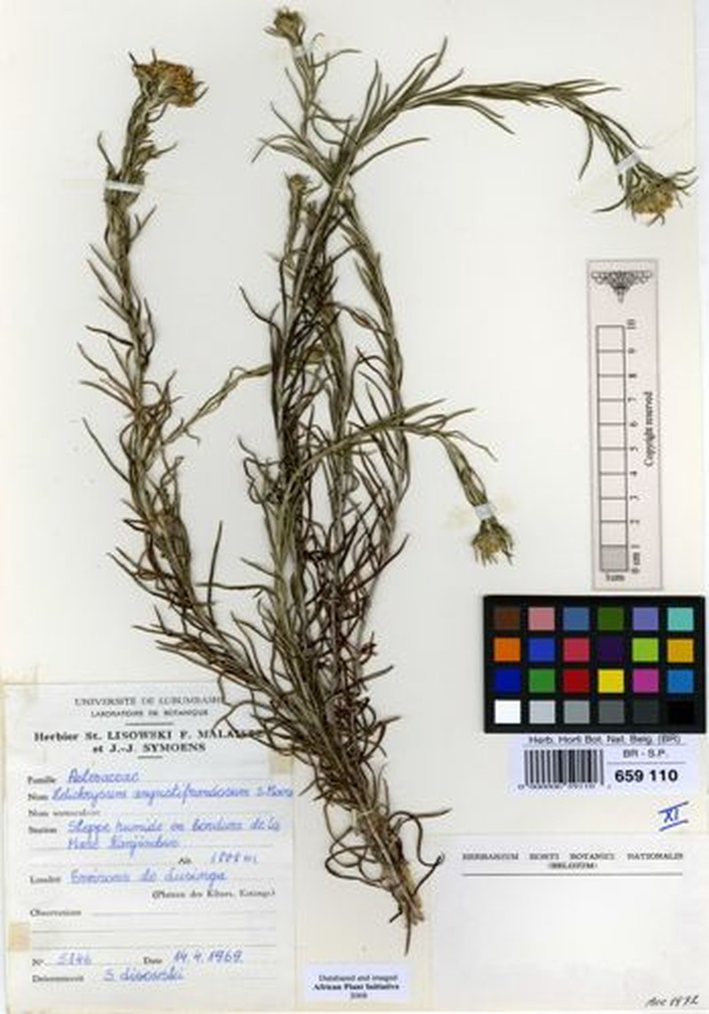 Helichrysum angustifrondeum photo 2