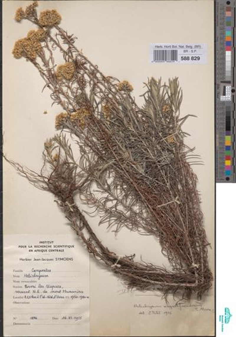Helichrysum angustifrondeum photo 3