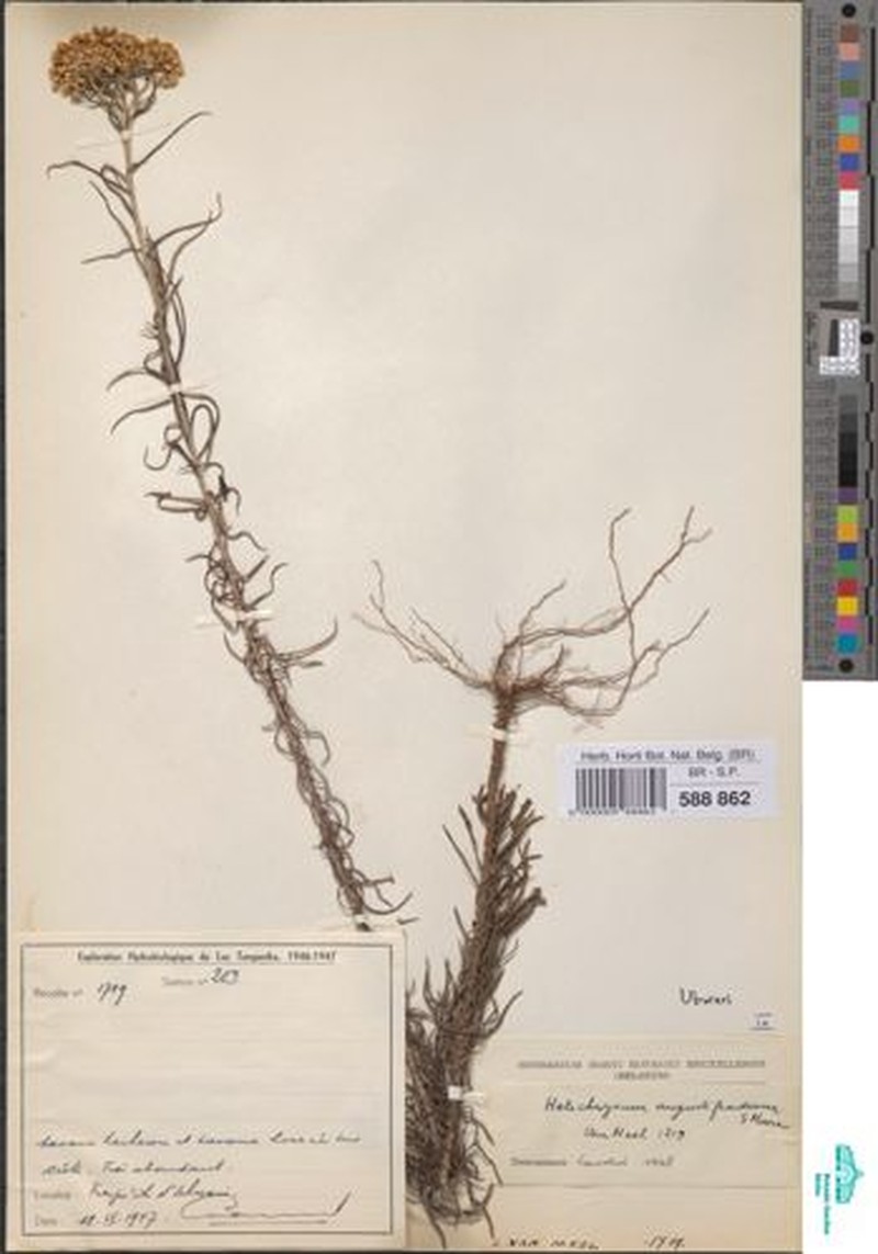 Helichrysum angustifrondeum photo 4