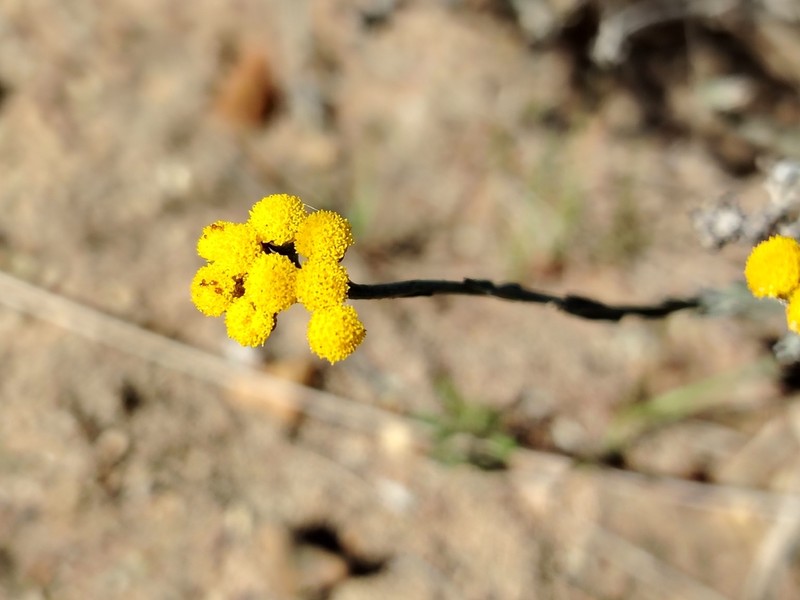 Helichrysum anomalum