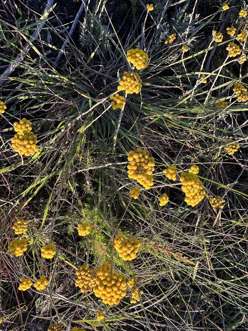 Helichrysum anomalum photo 2