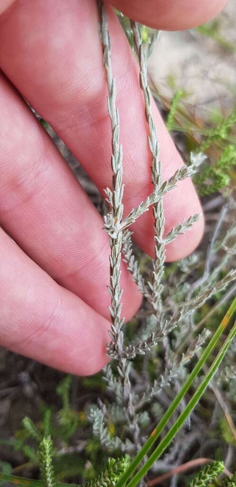 Helichrysum anomalum photo 3