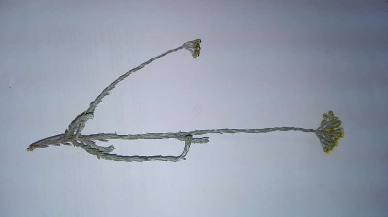 Helichrysum anomalum photo 4