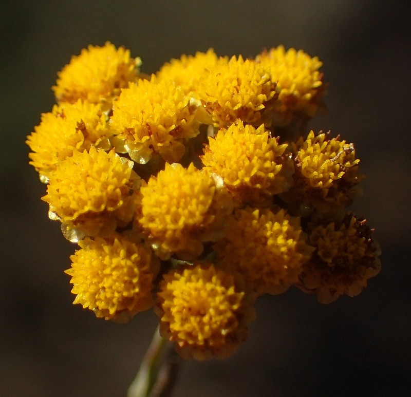 Helichrysum anomalum photo 5