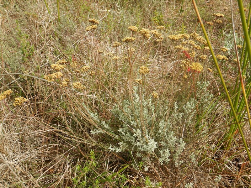 Helichrysum anomalum photo 6