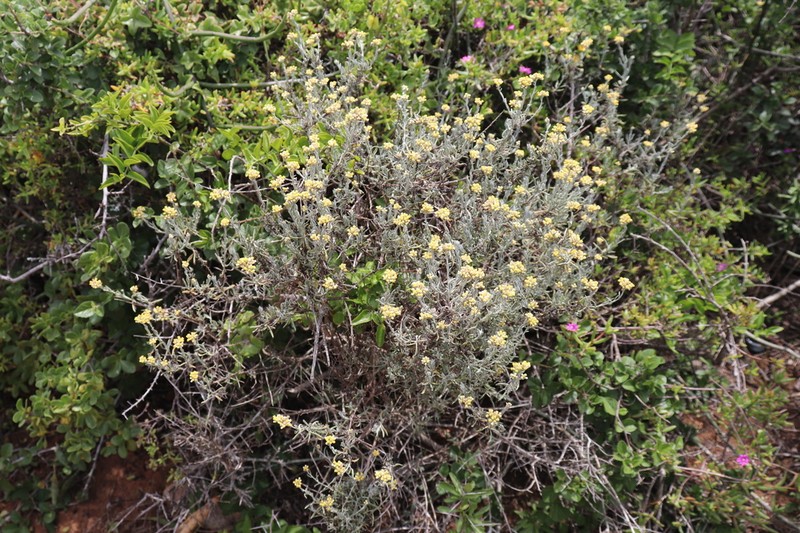 Helichrysum anomalum photo 7