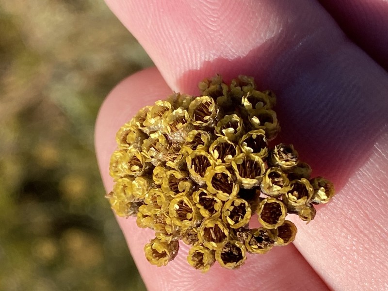 Helichrysum anomalum photo 8