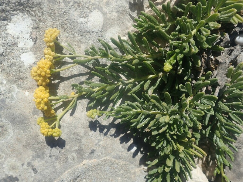 Helichrysum antandroi