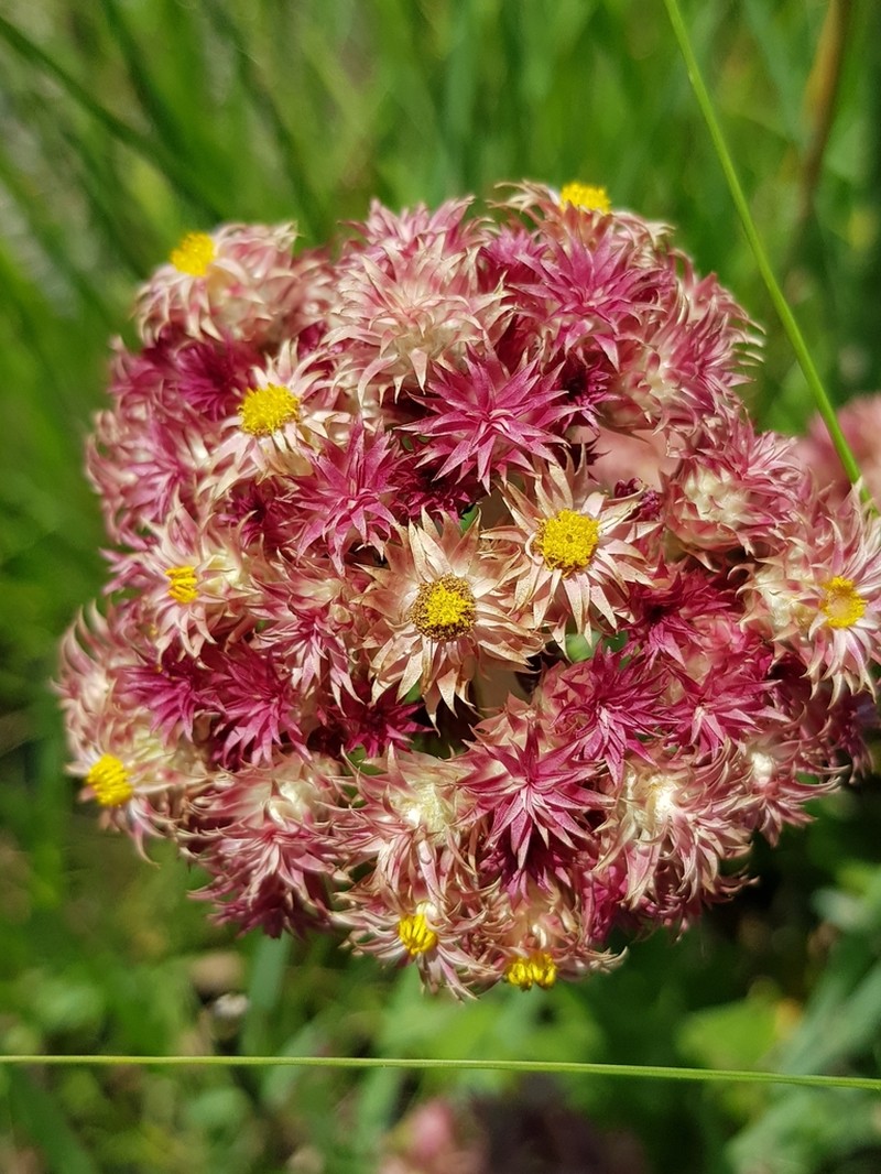 Helichrysum appendiculatum