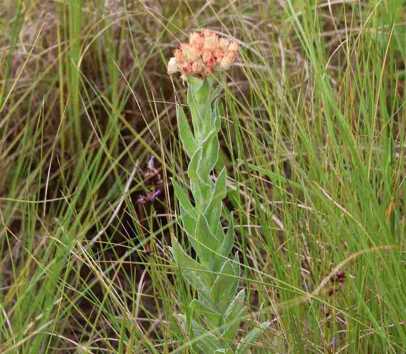 Helichrysum appendiculatum photo 2