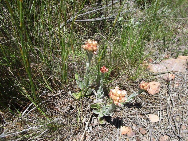 Helichrysum appendiculatum photo 3