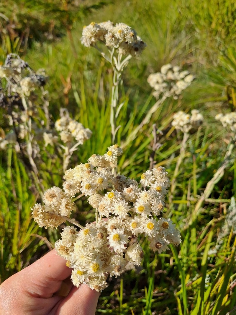 Helichrysum appendiculatum photo 4