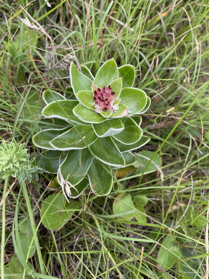 Helichrysum appendiculatum photo 5