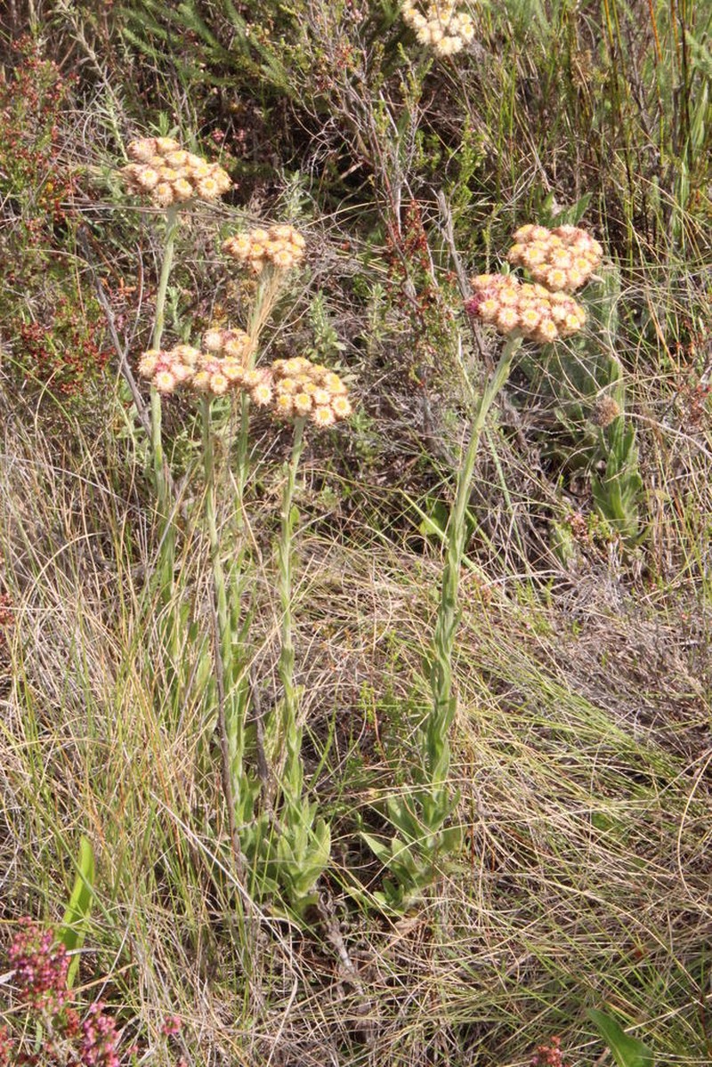 Helichrysum appendiculatum photo 6