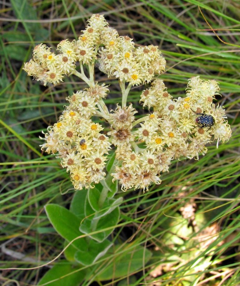 Helichrysum appendiculatum photo 7