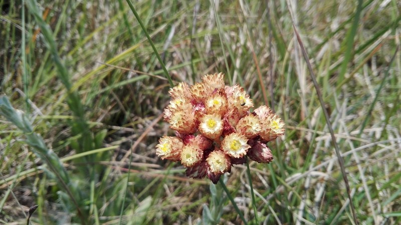 Helichrysum appendiculatum photo 8