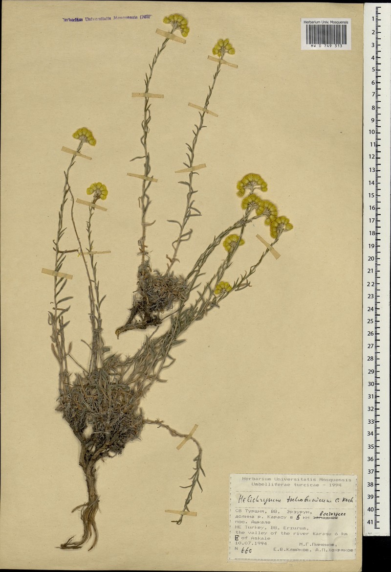 Helichrysum araxinum