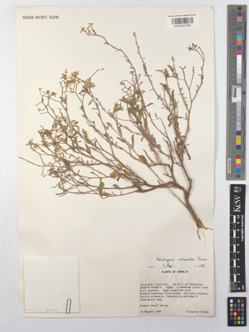 Helichrysum arbuscula