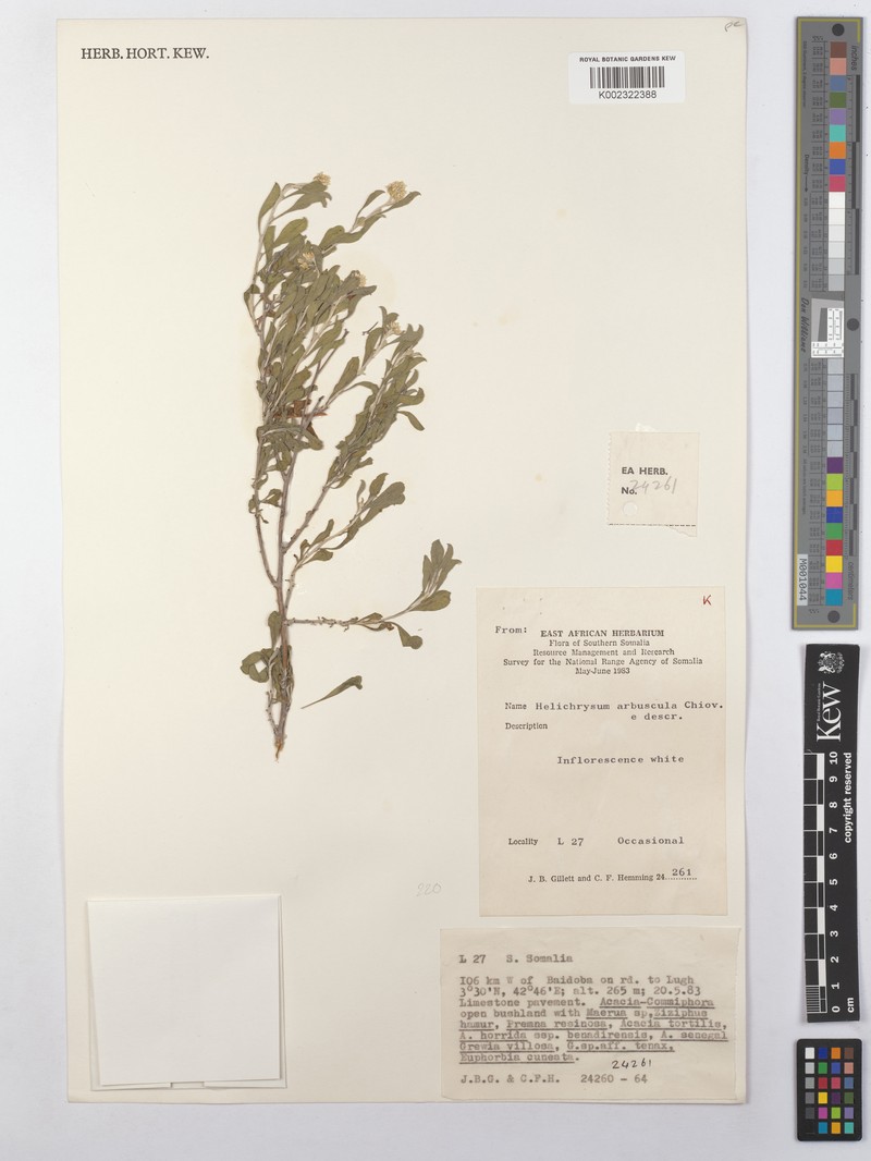 Helichrysum arbuscula photo 2