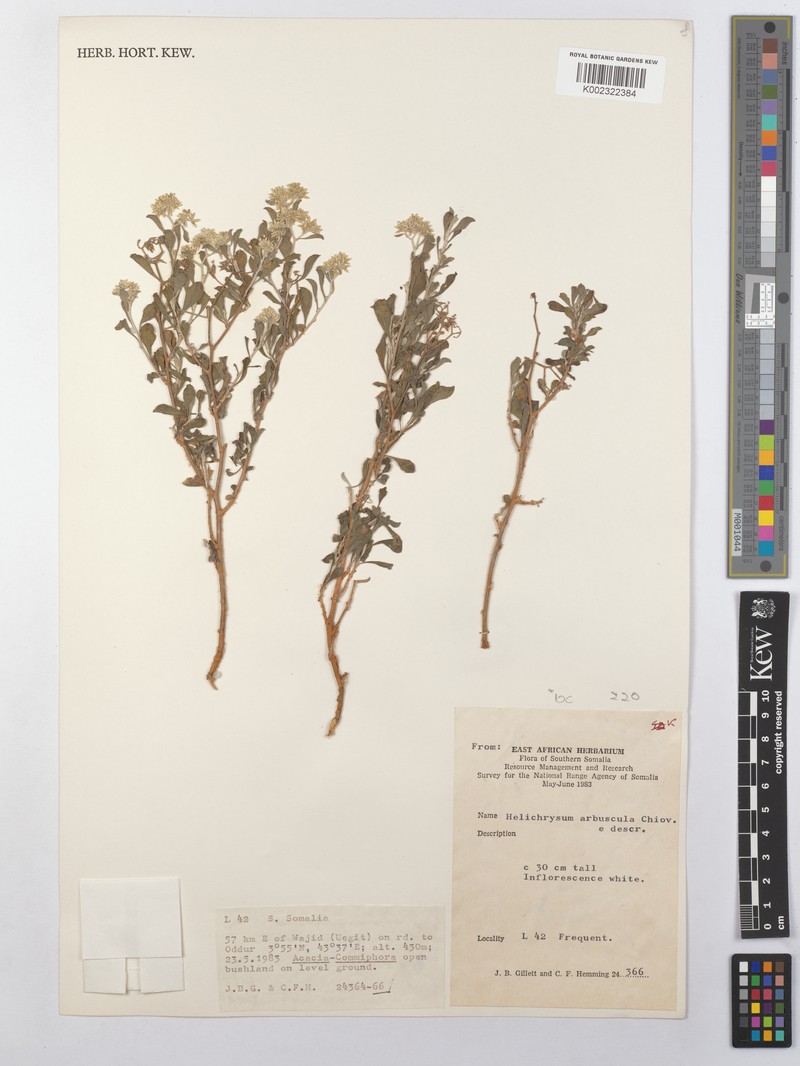 Helichrysum arbuscula photo 3