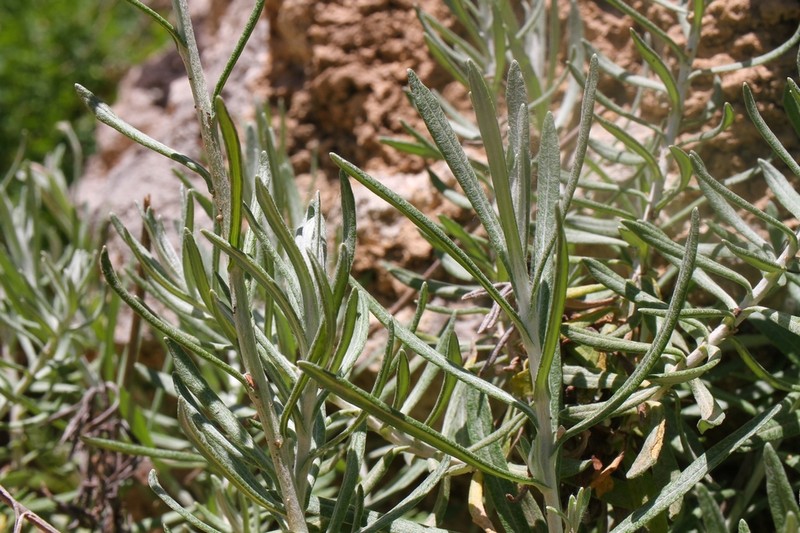 Helichrysum archimedeum
