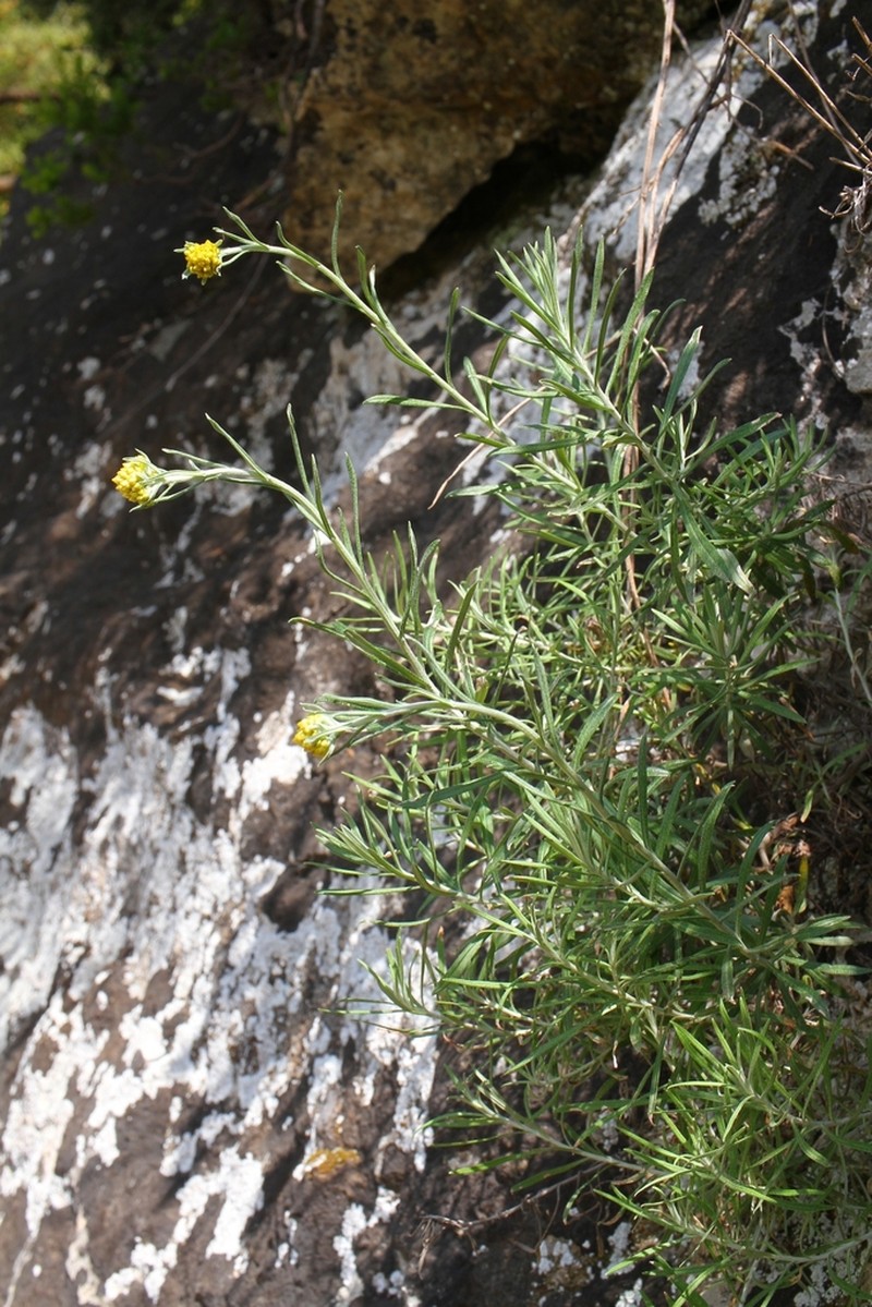 Helichrysum archimedeum photo 2
