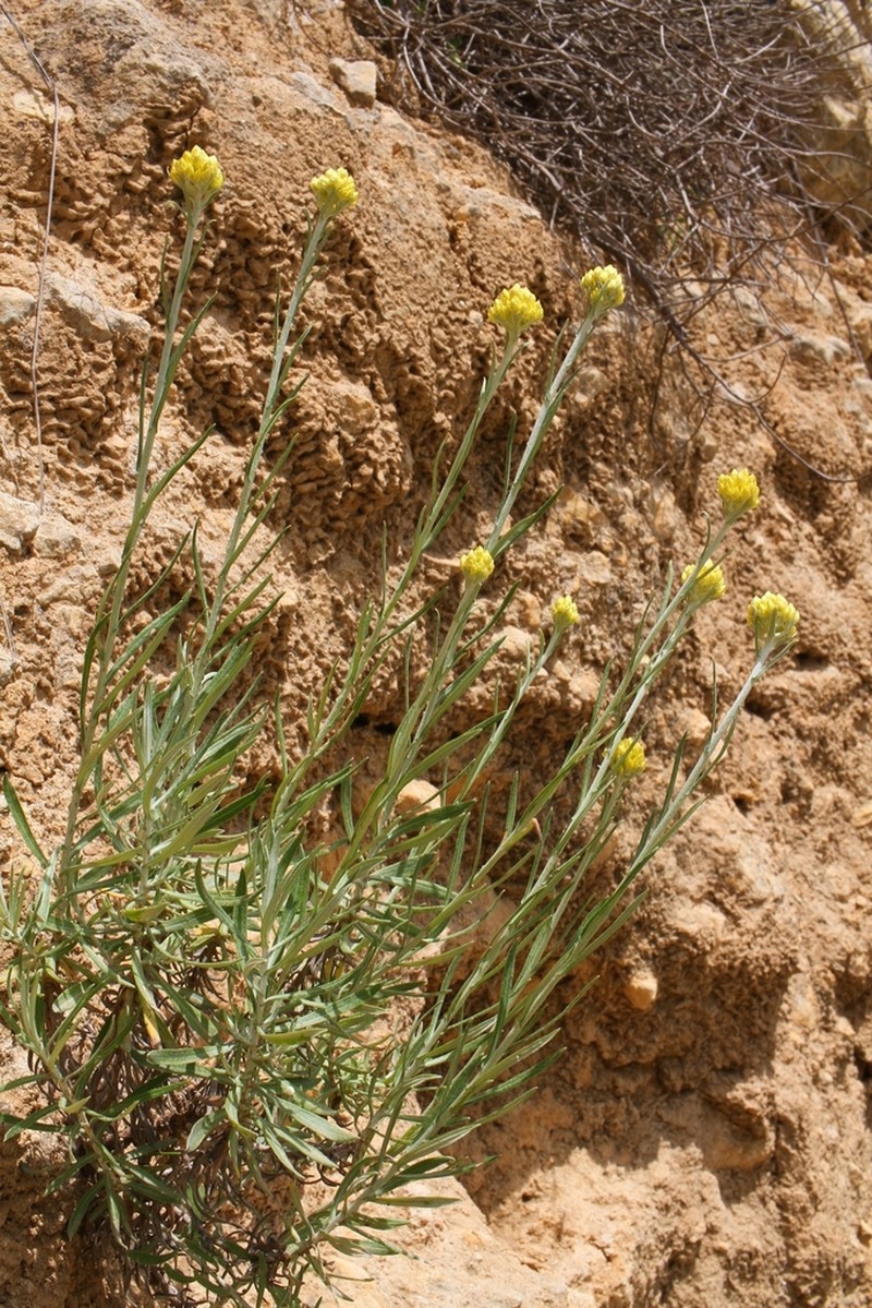 Helichrysum archimedeum photo 3