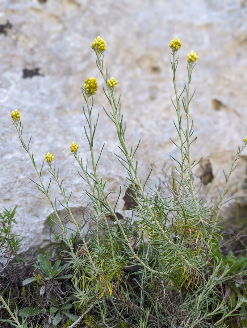 Helichrysum archimedeum photo 5