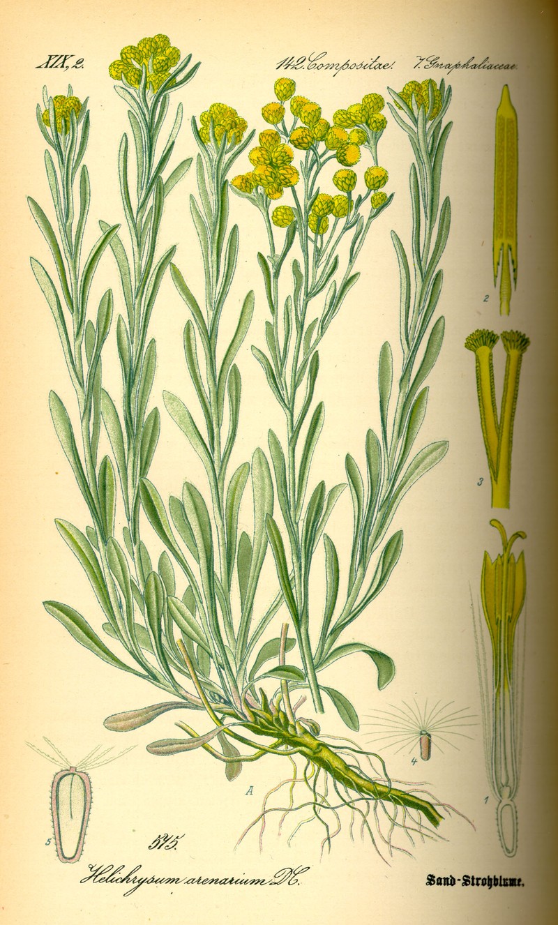 Helichrysum arenarium photo 2