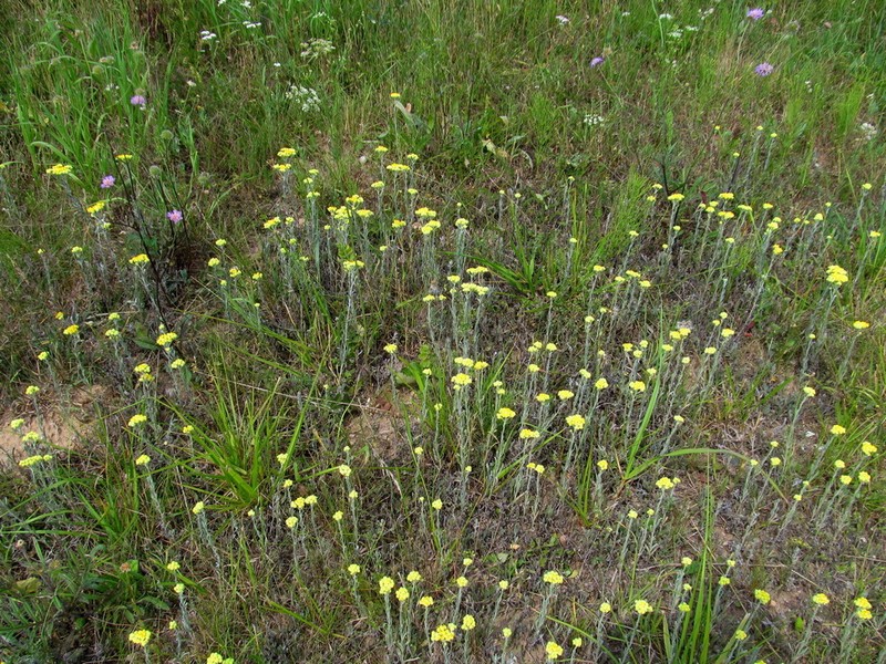 Helichrysum arenarium photo 3