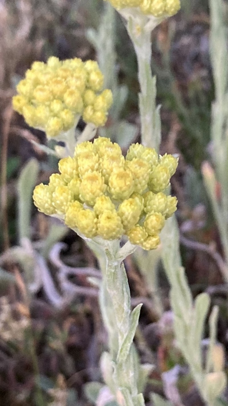 Helichrysum arenarium photo 4