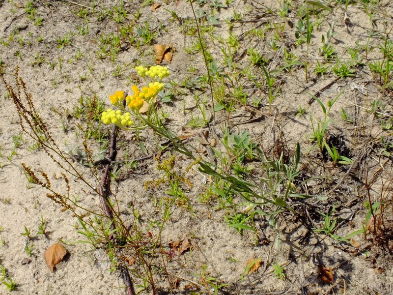 Helichrysum arenarium photo 5