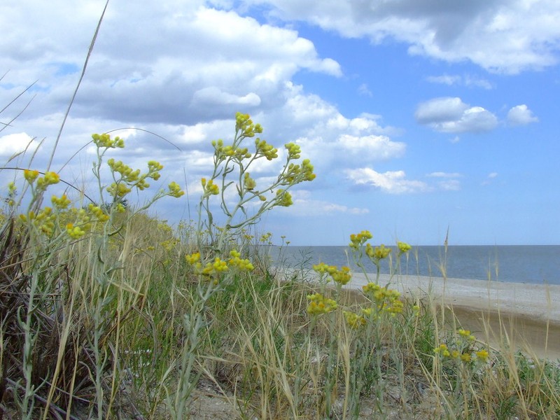 Helichrysum arenarium photo 6