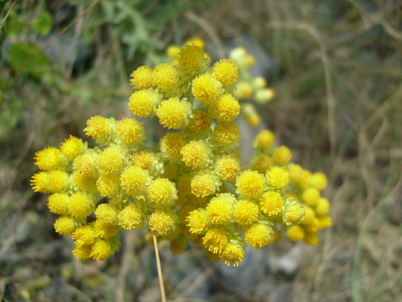 Helichrysum arenarium photo 7