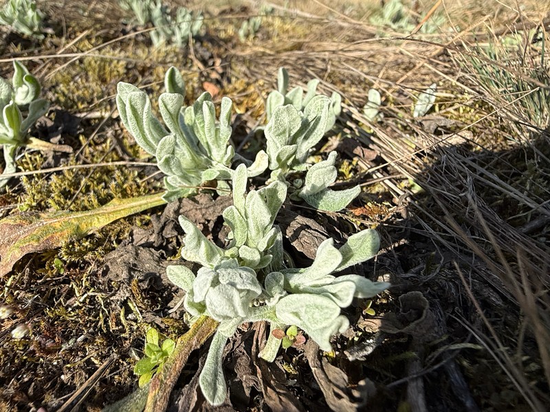 Helichrysum arenarium subsp. arenarium