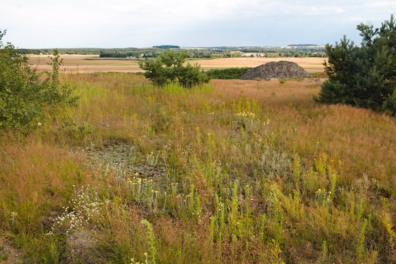 Helichrysum arenarium subsp. arenarium photo 2