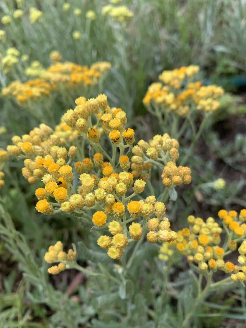 Helichrysum arenarium subsp. arenarium photo 3