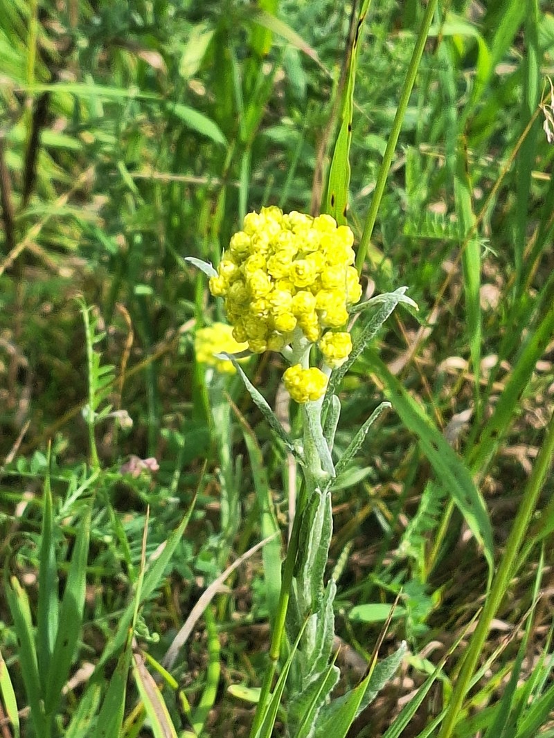 Helichrysum arenarium subsp. arenarium photo 4