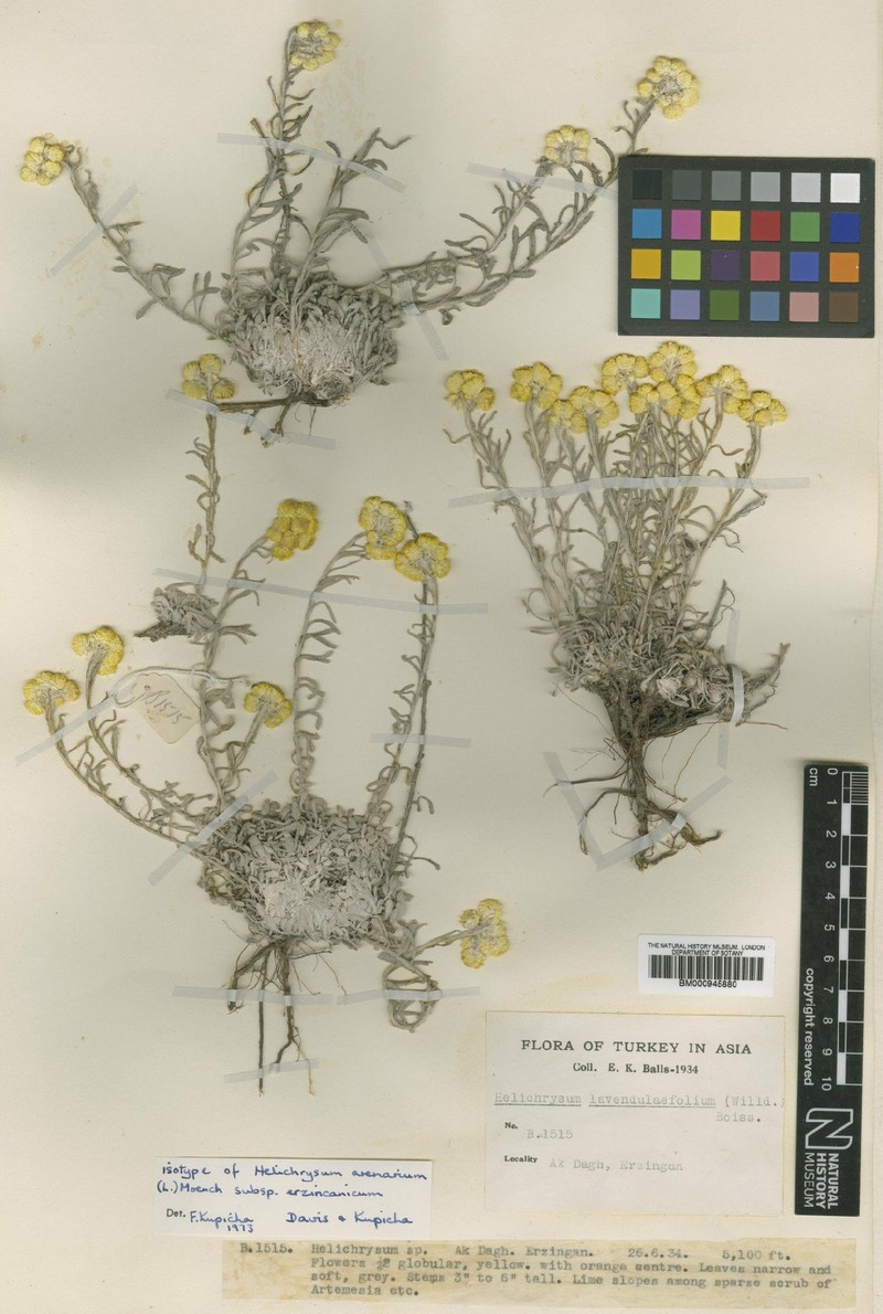 Helichrysum arenarium subsp. erzincanicum