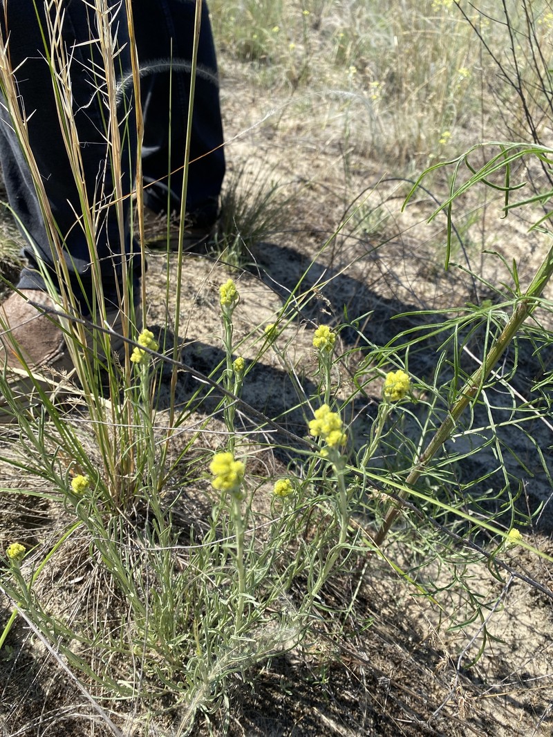 Helichrysum arenarium subsp. ponticum