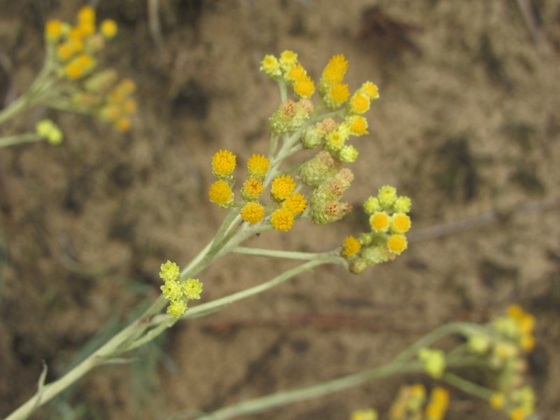 Helichrysum arenarium subsp. ponticum photo 2