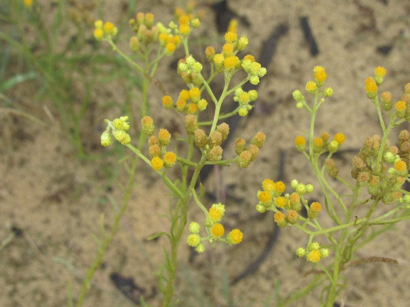 Helichrysum arenarium subsp. ponticum photo 3