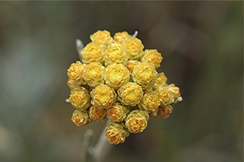 Helichrysum arenarium subsp. rubicundum photo 2