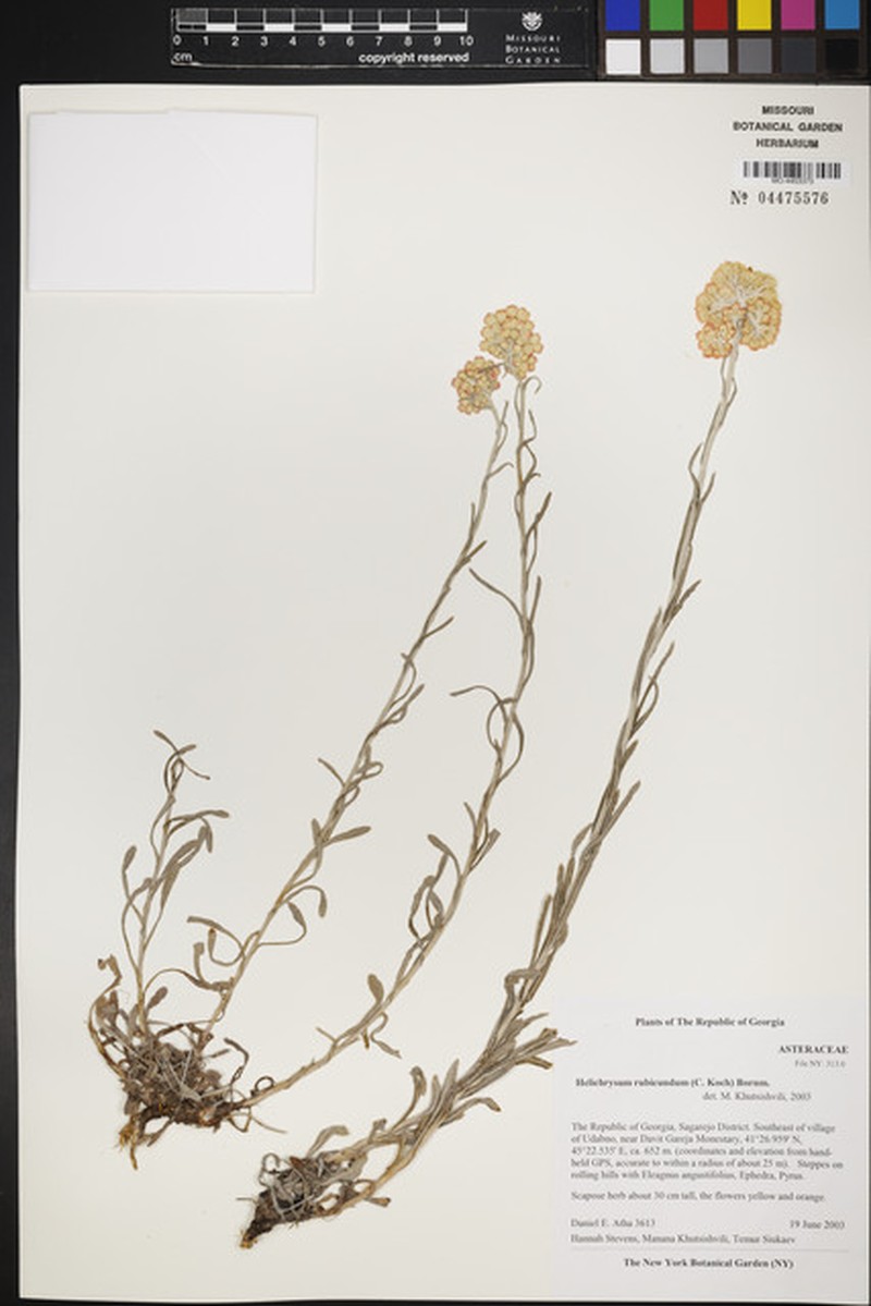 Helichrysum arenarium subsp. rubicundum photo 3